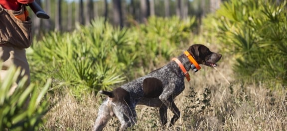 A hunting dog points in a field with a man in hunting gear standing behind it.