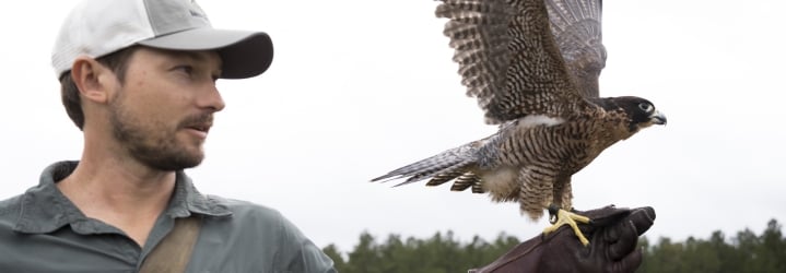 A man wearing protective gloves holds a falcon with its wings spread in a field on a cloudy day.